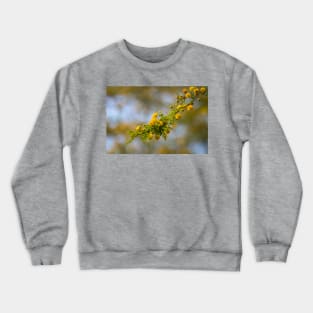 Flowering Huisache Branch Crewneck Sweatshirt